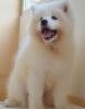 Cute Home raised Samoyed pups for sale to lovers