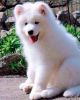 Healthy home raised Samoyed puppy with papers