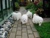 Samoyed Puppies ready to go!! # (6xx) xx8 0xx6