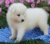 Beautiful Samoyed Pups
