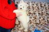 Very healthy and playful Samoyed puppies for lovers ready