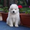 Gorgeous and cute Samoyed puppies