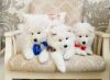 Very healthy male and female Samoyed puppies ready for adoption