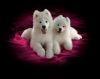 Lovely male and female friendly Samoyed puppies looking for good homes