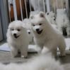 Veri healthy male and female Samoyed puppy ready for lovers