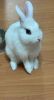 Rabbit in sale for white bunny with cage including