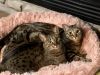 Two Female Savannah Cats