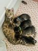 F3 Savannah kittens are available