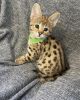 ADORABLE PURE BRED SAVANNAH KITTENS FOR SALE