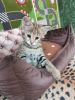SAVANNAH, CARACAL KITTENS AND BENGAL KITTENS AVAILABLE FOR NEW