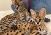 WELL SOCIALIZED F1 AND F2 SAVANNAH KITTENS AVAILABLE