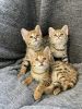 Talented Savannah Kittens Ready For Sale Now