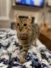 Savannah cat/ lynx mix