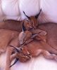 serval, caracal, ocelot and savannah kittens