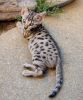Savannah Kittens for sale!