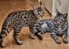 I have two beautiful Savannah kittens for adoption