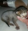 F7 Savannah kittens