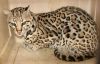 Adorable Serval And F1 Savannah Kittens For Sale.
