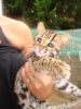 Savannah Kittens for Re-homing
