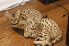 Male And Female Savannah Kittens For Sale