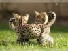 Beautiful Serval And F1 Savannah Kittens Available