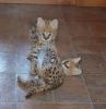 Tica F1 Savannah Kittens Available For Re-homing