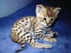 Lovely male and female savannah Kittens availble