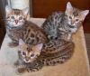 Savannah Kitten available now for adoption