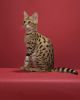 Tica Savannah, Bengals & Serval Kittens Available