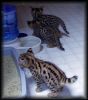 Savannah Kittens Now Available For Good Homes