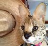 serval kitten for sale