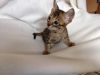 Cute Savannah Kittens for sale