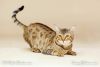 Beautiful Savannah Kittens available