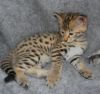 f2 savannah and Bengal kittens for rehoming
