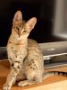 Savannah Kittens For Adoption