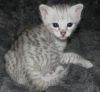 Savannah Kittens.(xxx) xxx-xxx5