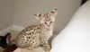Outstanding Savannah Kittens For A New Home