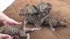 Beautiful F1 Savannah Kittens for adoption