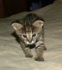 Male And Female Kittens For New Homes