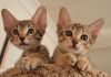 Two female Savannah Kittens