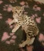 Two F3 Savannah Kittis for adoption