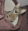 Male and female Savannah Kittens Available for new homes