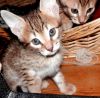 Exotic Looking Savannah Kittens Available for New homes