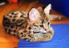 Savannah Kittens available