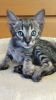 Stunning F4 Sbt Tica Registered Savannah Kittens.