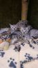Stunning Savannah Kittens
