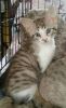 Outstanding Savannah kitten Available For sale