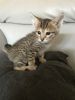 Special Savannah Kitten Looking For Her Forever Ho