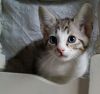 Male F5 Savannah Kitten