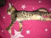 We offer Savannah Kittens from sale now